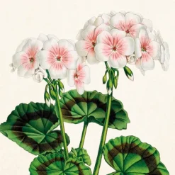 Sköna Ting Servetti Pelargonia