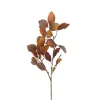 Syksyinen euroopanpyökkioksa 70 cm