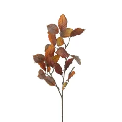 Syksyinen euroopanpyökkioksa 70 cm