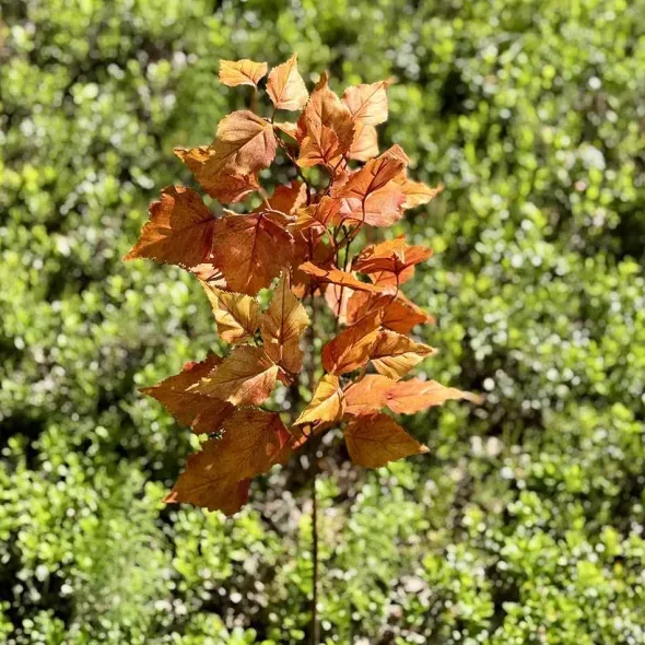 Syksyinen koivunoksa 80 cm