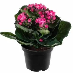 Tulilatva tekokukka 20 cm – useita värejä