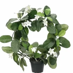 Tuoksuköynnöskranssi ruukussa 40 cm