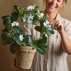 Tuoksuköynnöskranssi ruukussa 40 cm