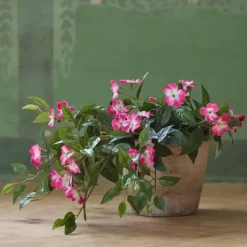 Uudenguineanliisa riippuva pinkki