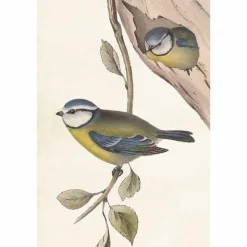 Vintage postikortti Linnut